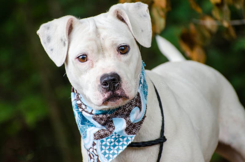 White Boxer Pitbull mixed breed dog