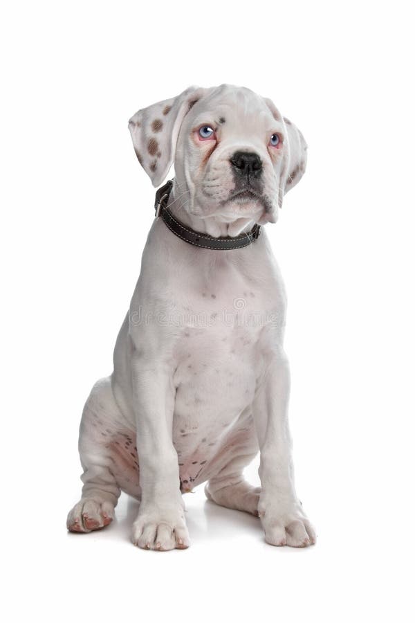 Are White Boxers Unhealthy