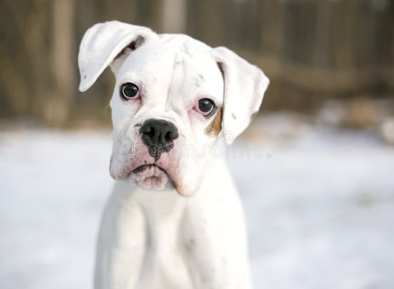 White Boxer Stock Photo - Download Image Now - Boxer - Dog, Dog, Animal -  iStock