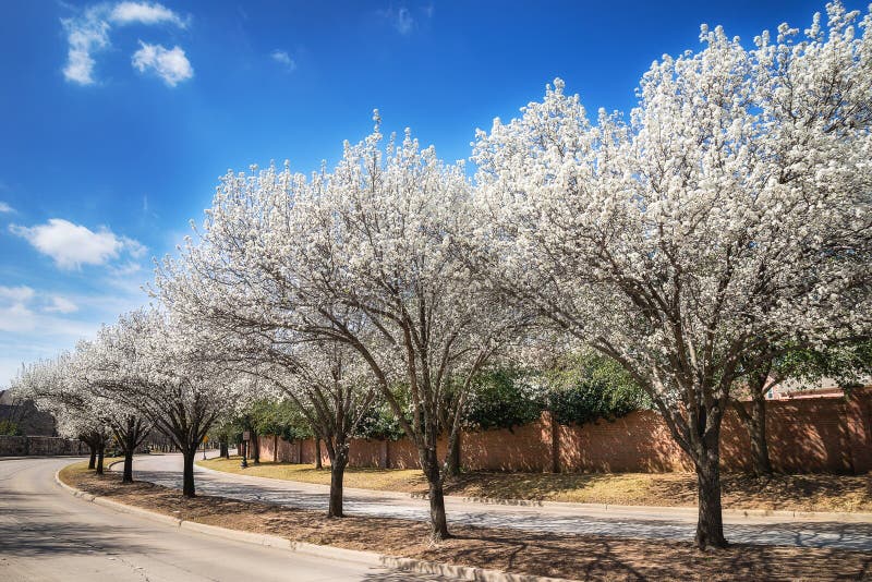 Bradford pear trees blooming in the Texas spring