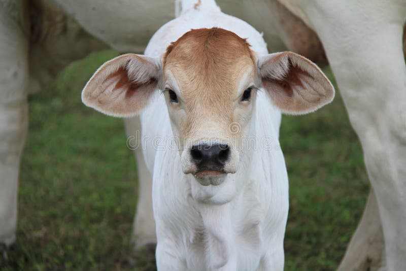 White Brahman Calf looking straight ahead with mother cow in background