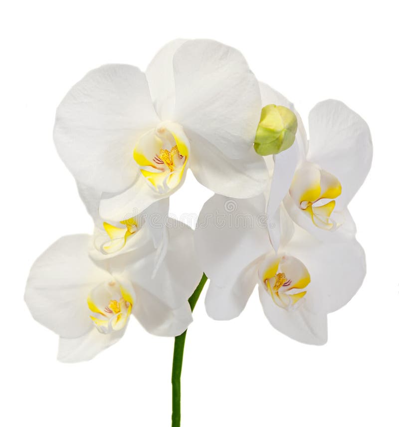 White branch orchid flowers with buds, Orchidaceae, Phalaenopsis known as the Moth Orchid.