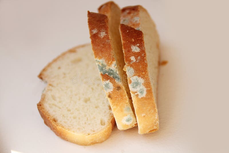 Moldy Bread Loaf stock image. Image of mould, moldy, harmful 17714619