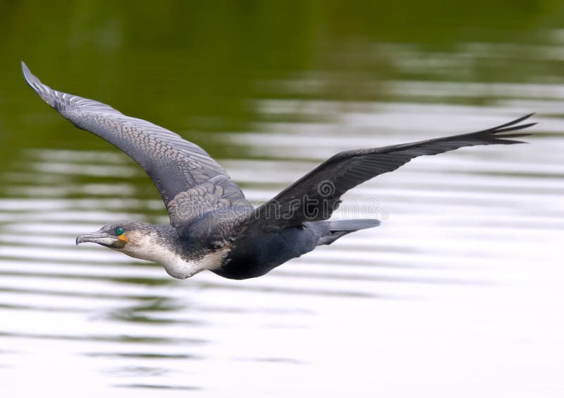 White-breasted cormorant