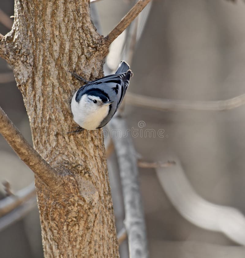 White-breasted Nuthatch