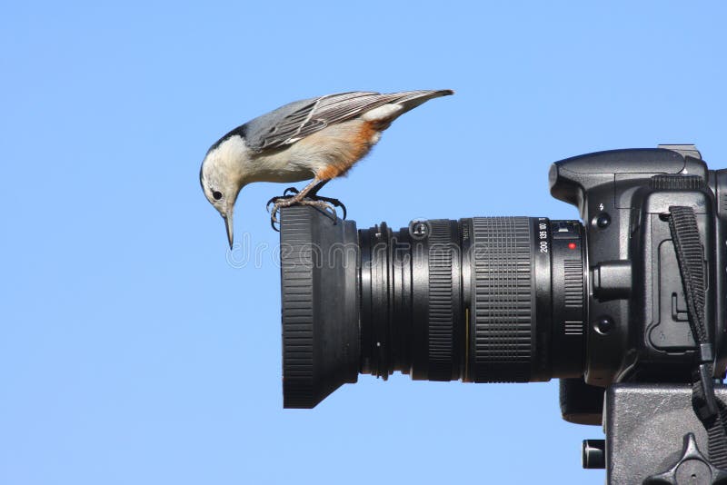 White-breasted Nuthatch on a Camera stock image White-breasted Nuthatch on a Camera stock image