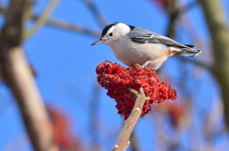 White-breasted nuthatch on a staghorn sumac