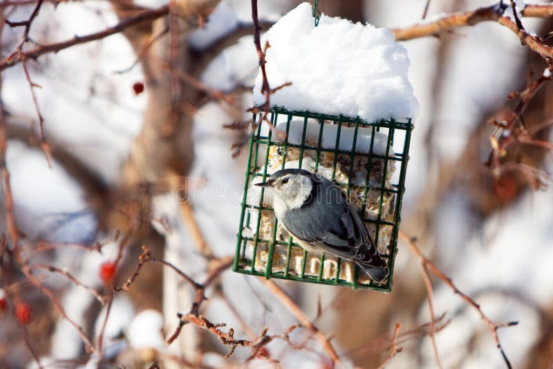 White-Breasted Nuthatch at Suet Feeder in Winter