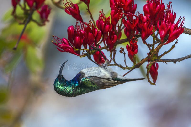 White-breasted Sunbird in Kruger National park, South Africa stock images White-breasted Sunbird in Kruger National park, South Africa stock images