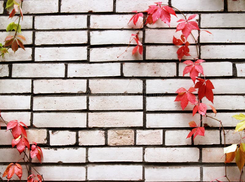 White Brick Wall with Ivy Plant Stock Image Image of structure