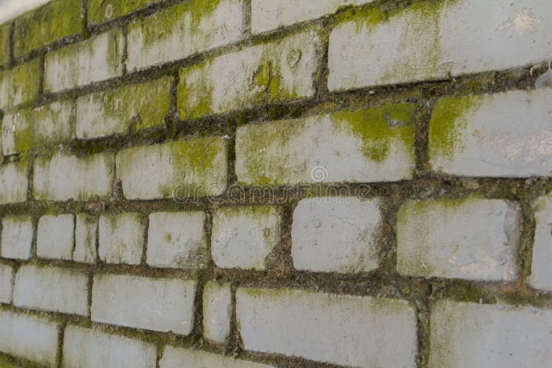 White brick wall with mold stock image. Image of mildew 114733383