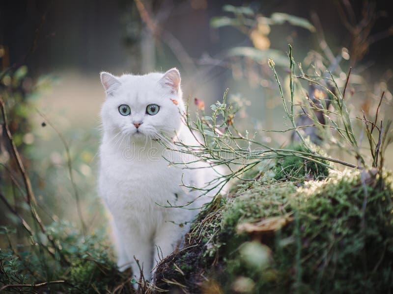 31 861 Cat Autumn Photos Free Royalty Free Stock Photos From Dreamstime 31 861 Cat Autumn Photos Free Royalty Free Stock Photos From Dreamstime