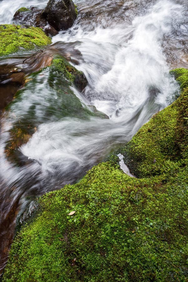 White brook beside moss stock image. Image of flowing 272435269