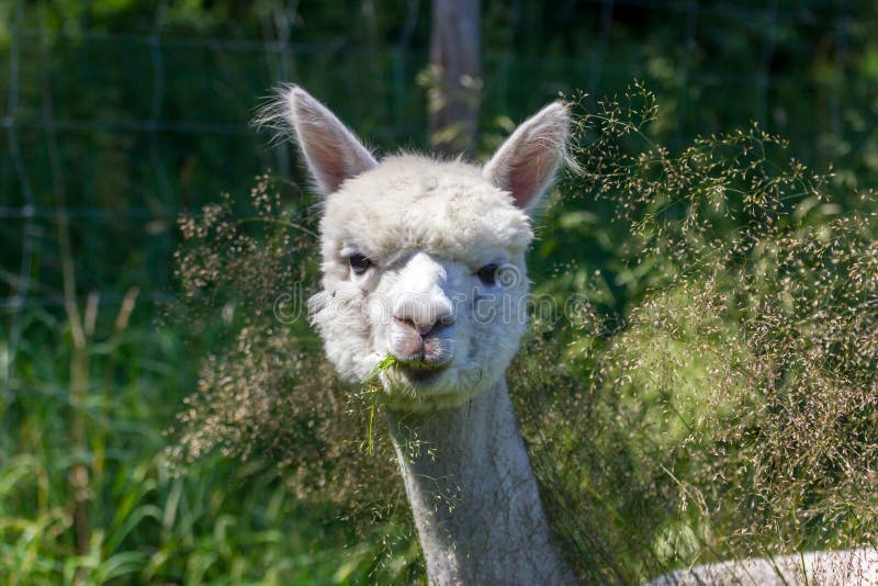 White and Brown Alpacas are in a Meadow Eating Grass in Summer Stock