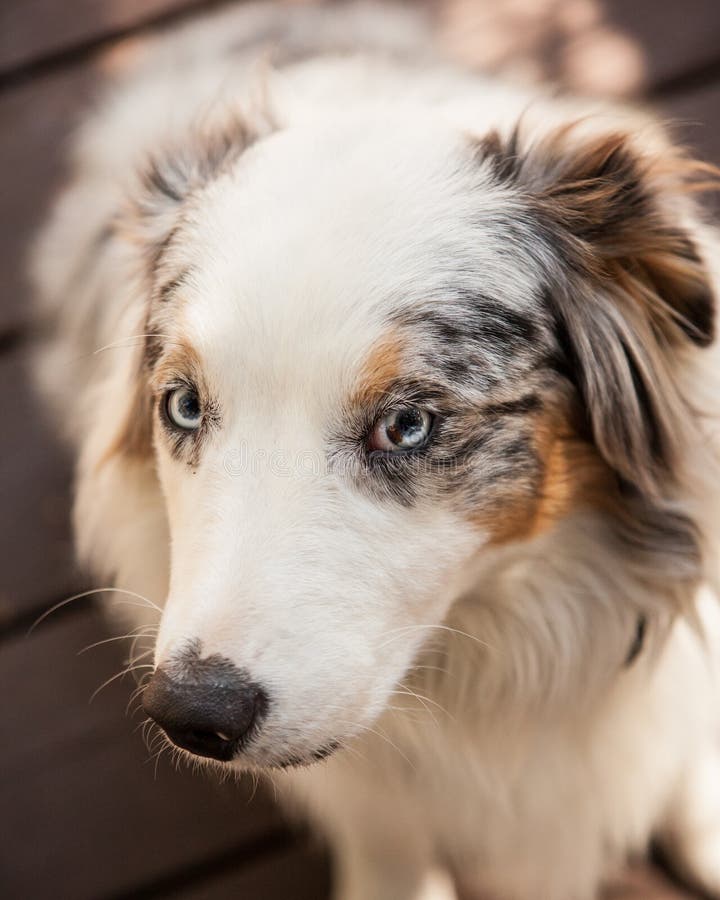 List 90+ Pictures White And Brown Dog With Blue Eyes Full HD, 2k, 4k