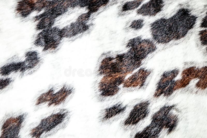 Spotted Cowhide As Background. the Skin of a Cow Stock Image Image of