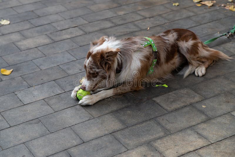 Border Collie - Sidewalk Dog