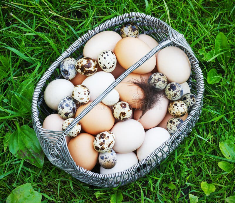 White and Brown Chicken Eggs in a Metal Basket in a Garden Stock Image