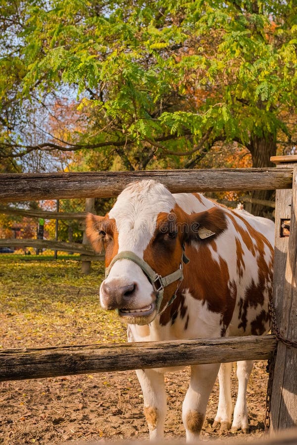 White Brown Cow at Riverdale Farm Canada Toronto Editorial Stock Image