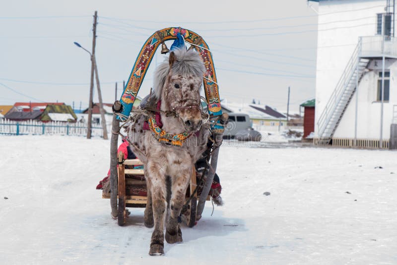 Horse Pulling Sled Snow Stock Photos Free & RoyaltyFree Stock Photos
