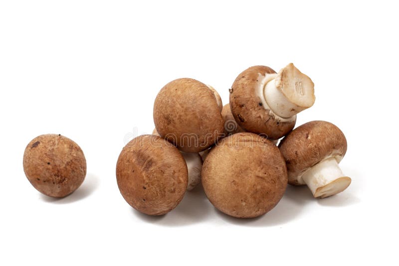 White and brown mushrooms stock image. Image of fungi 182581379
