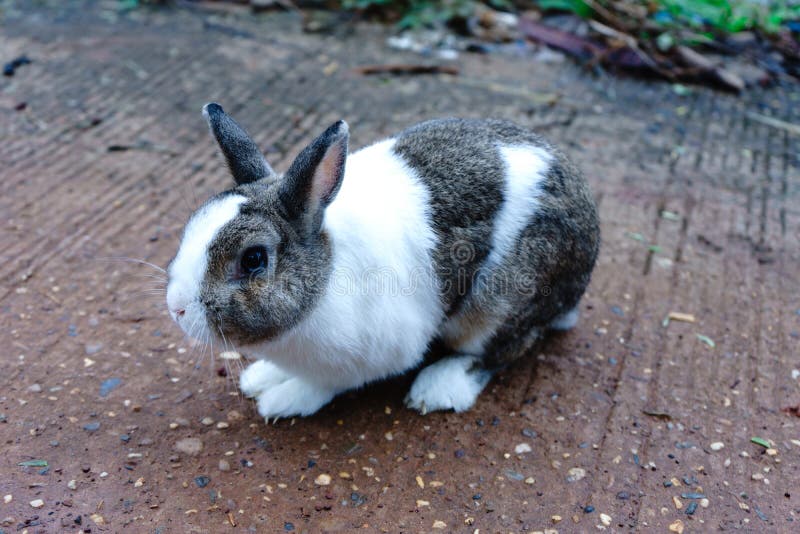 Whitebrown Rabbit are Five Years Old.it is a Beautiful Animal Stock