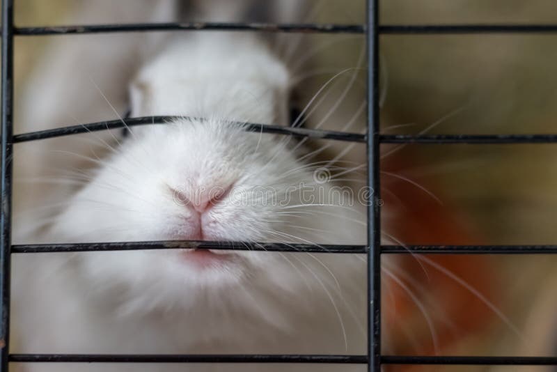 rabbit biting cage