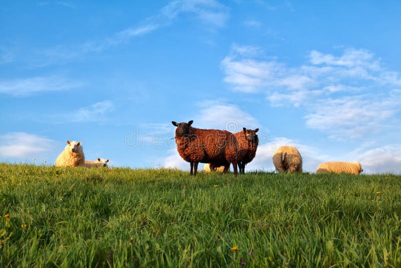 White and brown sheep on pasture