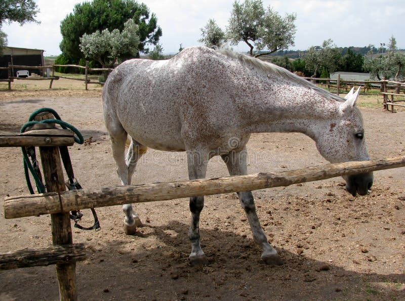White with Brown Spots on Coat Horse Stock Image Image of herbivore