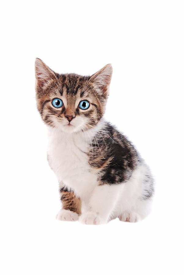 brown and white tabby kittens brown and white tabby kittens