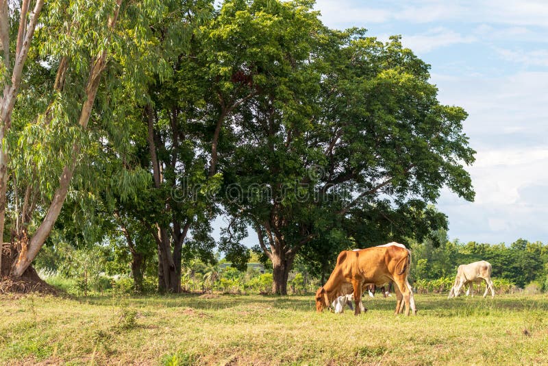 Thai cows in a wooden enclosure eating rice straw. 7674691 Stock Photo at  Vecteezy