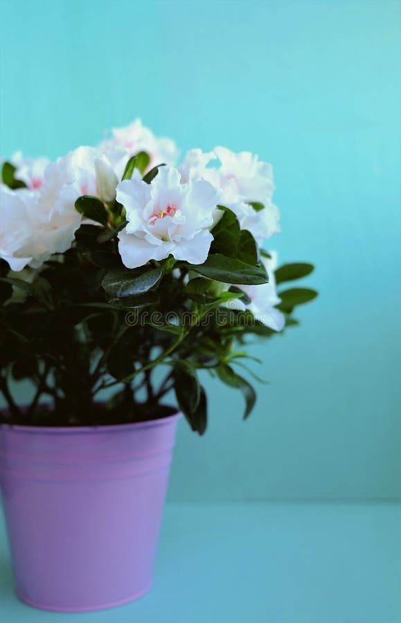White Buds of Flowers and Lots of Greenery in the Pot Stock Image