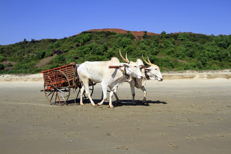 White buffalo drawn to a cart going on the sandy shore