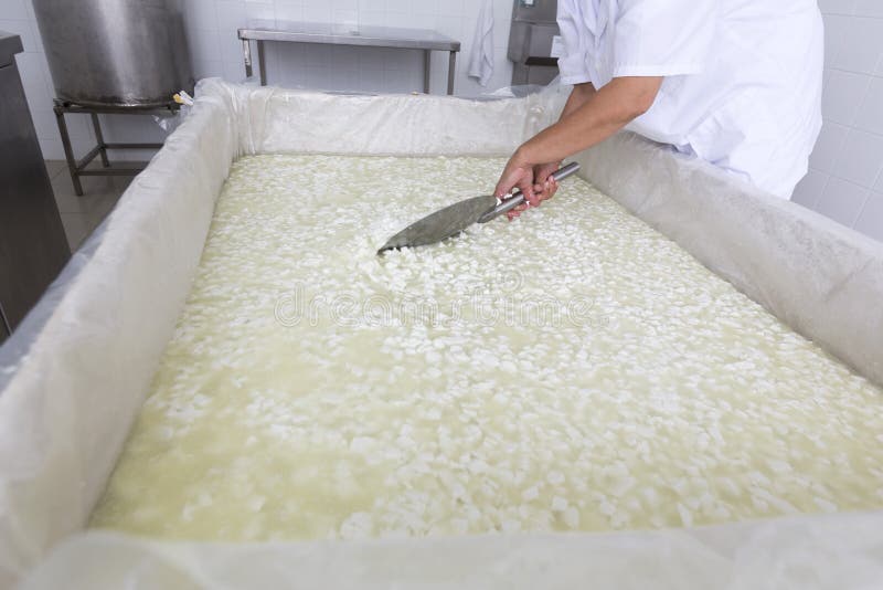 A woman working over a tankl in a small family creamery is mixing a cheese batch. The dairy farm is specialized in buffalo yoghurt and cheese production. A woman working over a tankl in a small family creamery is mixing a cheese batch. The dairy farm is specialized in buffalo yoghurt and cheese production.