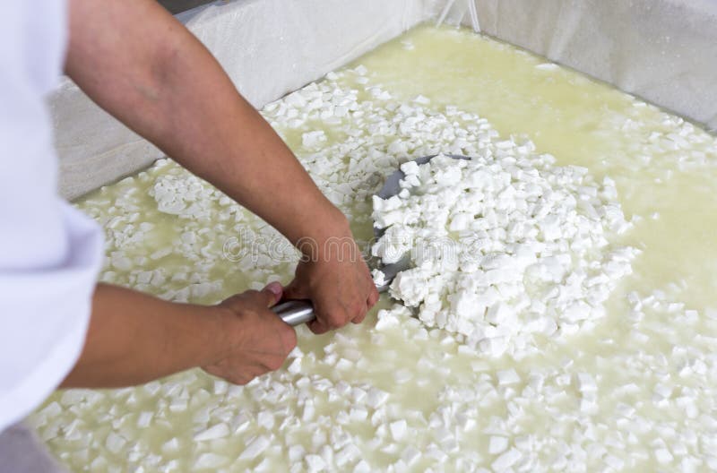 A woman working in a small family creamery is mixing a cheese batch. The dairy farm is specialized in buffalo yoghurt and cheese production. A woman working in a small family creamery is mixing a cheese batch. The dairy farm is specialized in buffalo yoghurt and cheese production.