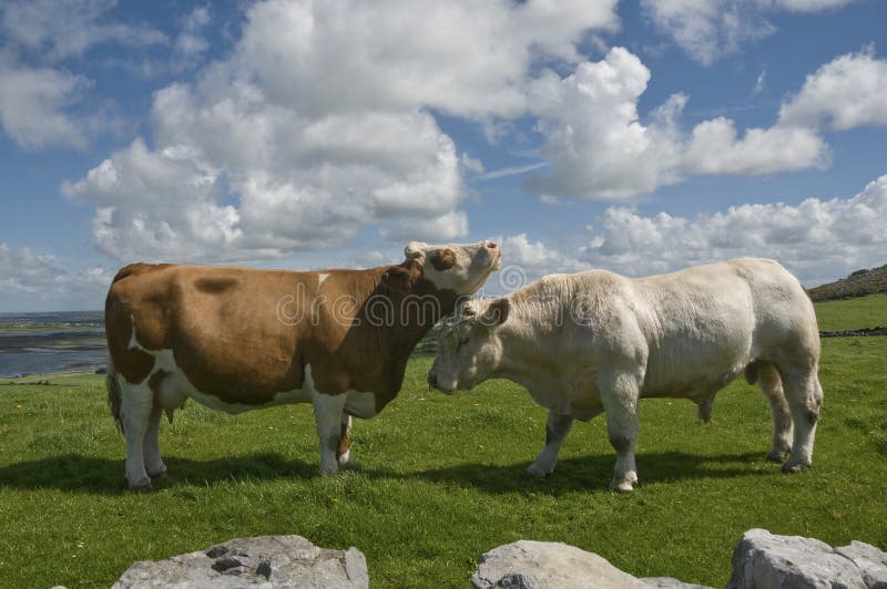 White bull and brown cow