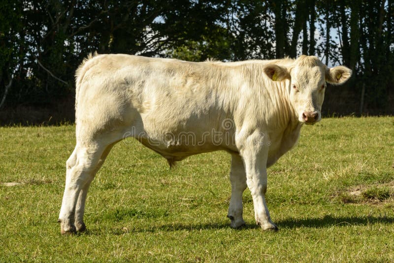 White bullock pasturing in Devon countryside near North Bovey