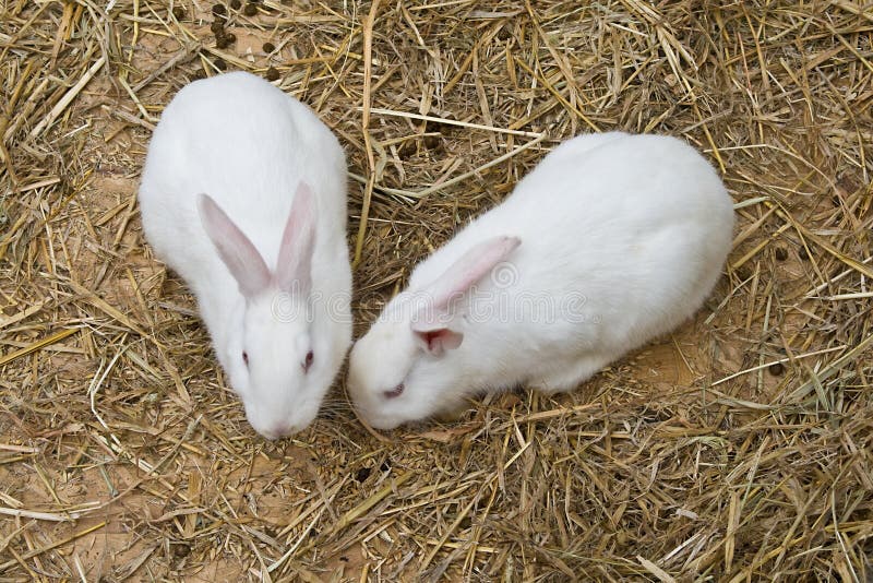 White bunnies stock image. Image of hutch, animal, grass 15751641