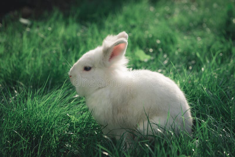 White bunny in the grass stock photo. Image of grass 163379678