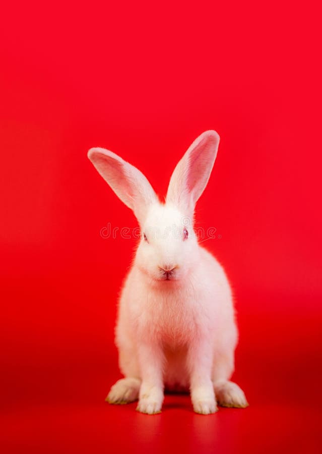 White Bunny Portrait on Red Background with Copyspace. Easter Bunny