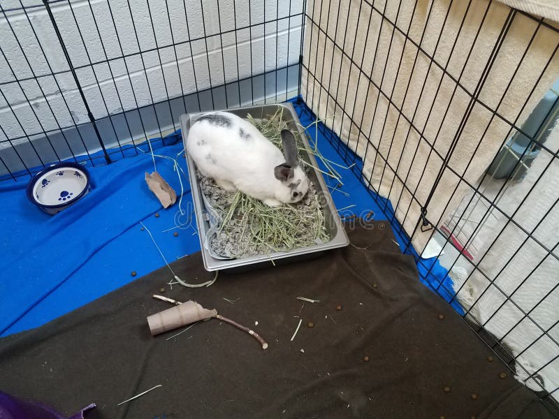 rabbit cage bedding