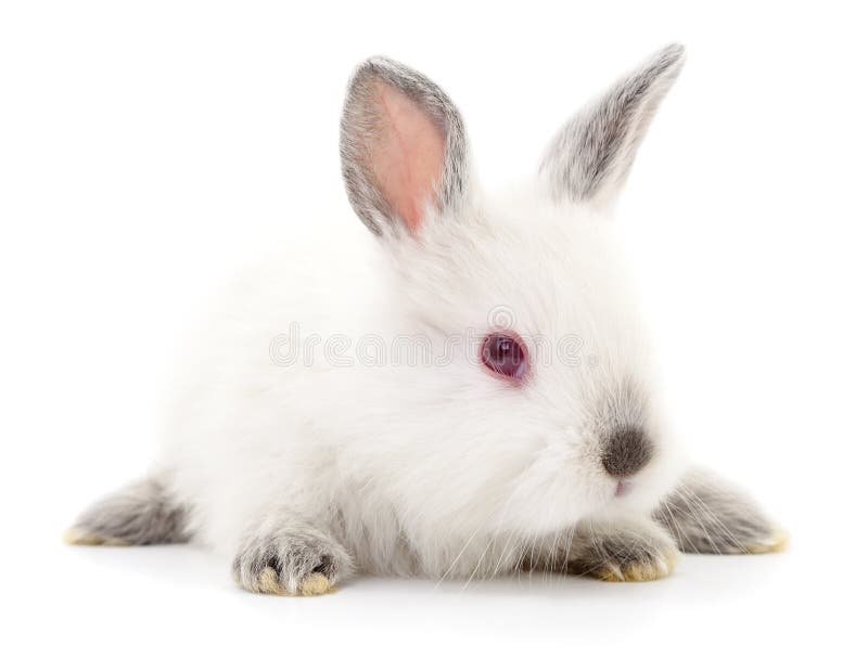 White Bunny Rabbit Stock Image Image Of Agriculture 99074625