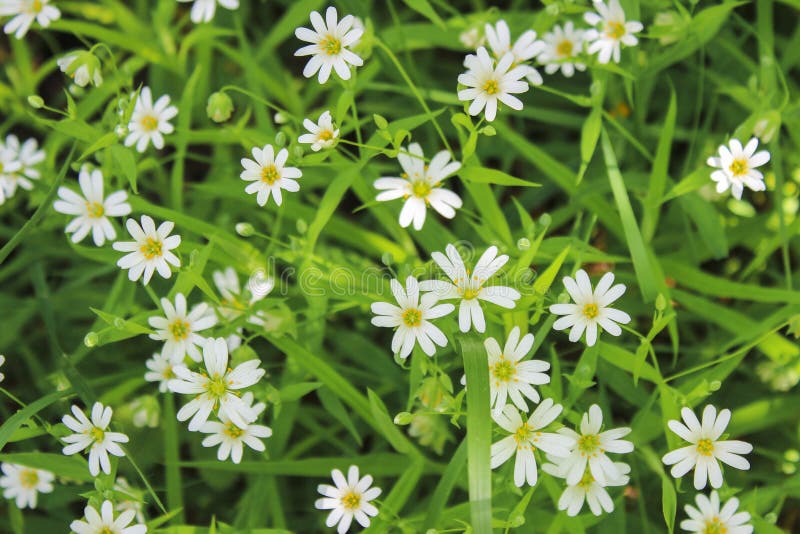 White buttercups stock image. Image of bloom, forest 117355461
