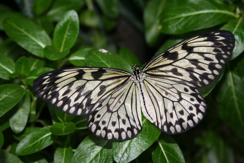 White Butterfly stock image. Image of attractive, flight 1713749