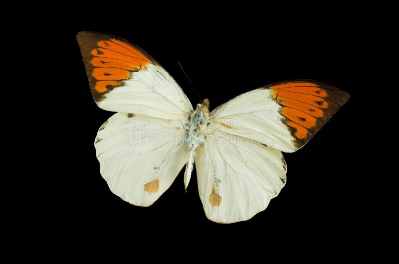 The White Butterfly 3