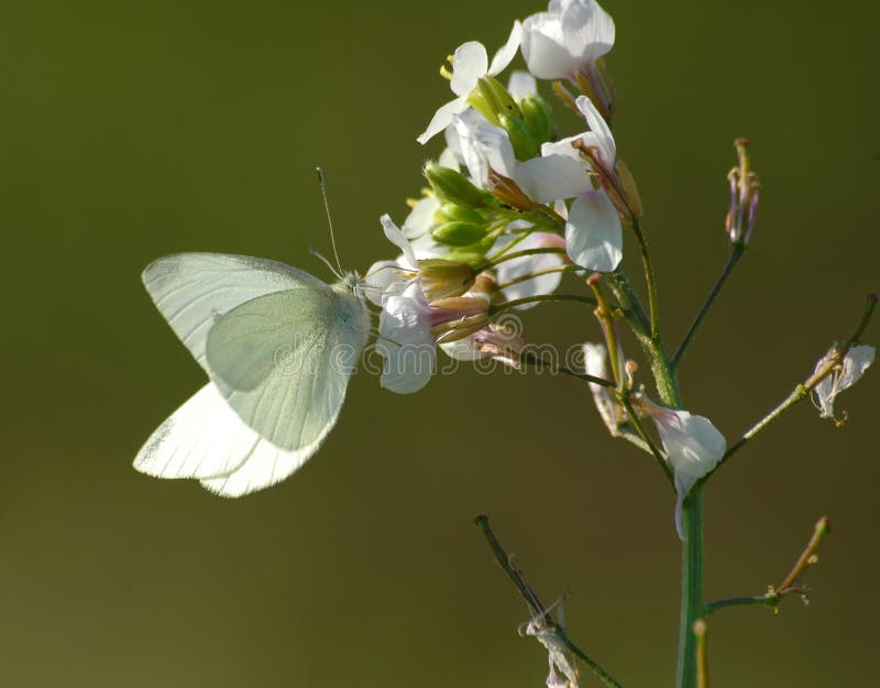 White butterfly stock image. Image of insect, butterfly 386313
