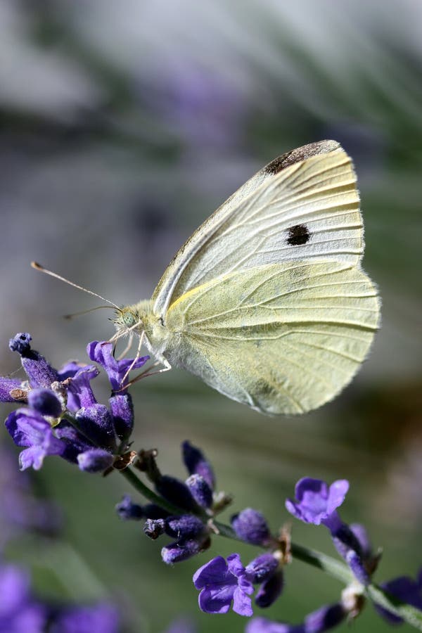 Bílý motýl krmení na modré květy.