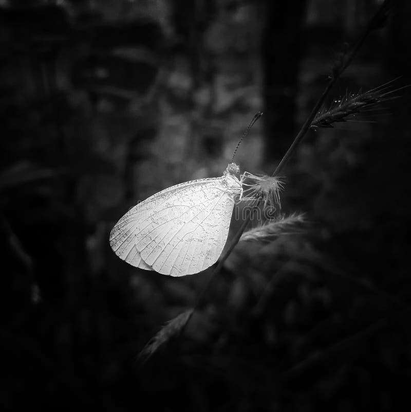 White Butterfly on Black Background Wallpaper Closeup Image of the Bee  Insect Honey Stock Photo - Image of closeup, darkness: 181182492