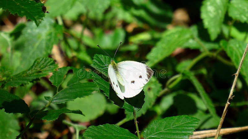 Butterfly Bush Stock Photos Download 8 195 Royalty Free Photos