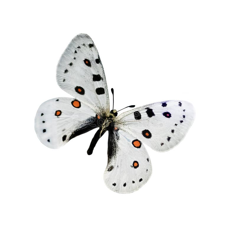 White butterfly with black and orange dots isolated on a white background